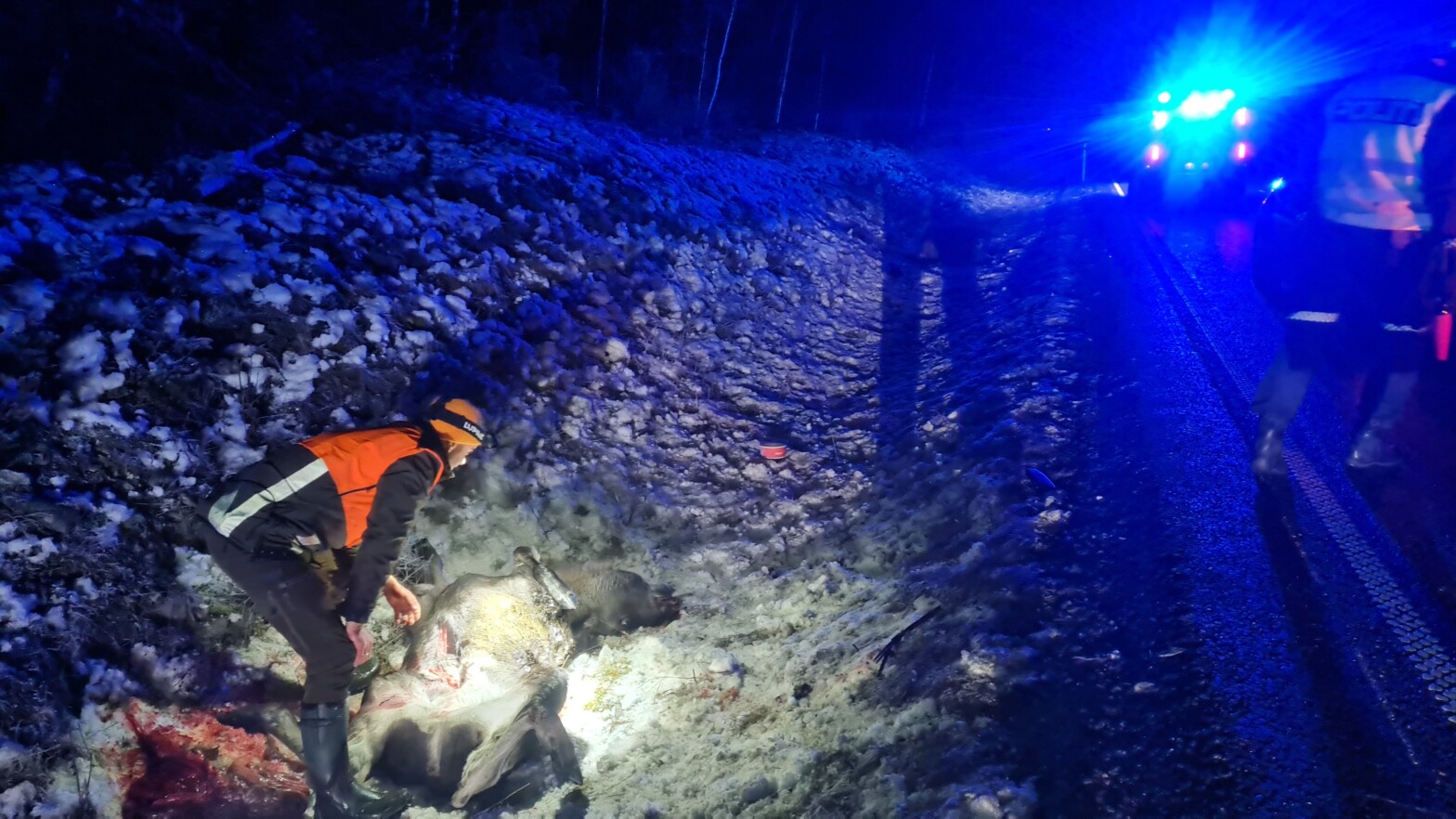 Ettersøk hjorte­vilt og vill­svin&nbsp;2022