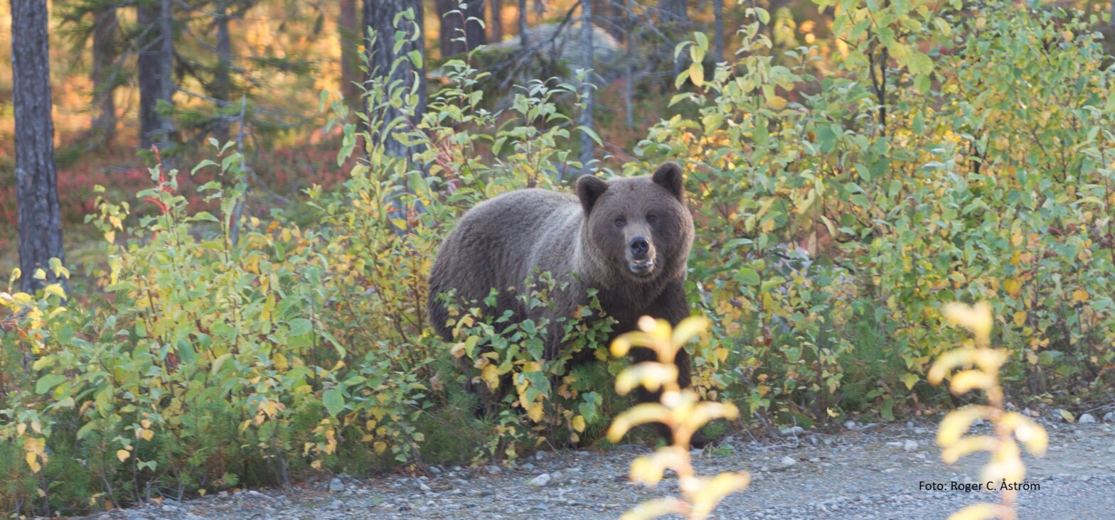 Fagamling for kommu­nale rovviltlag&nbsp;