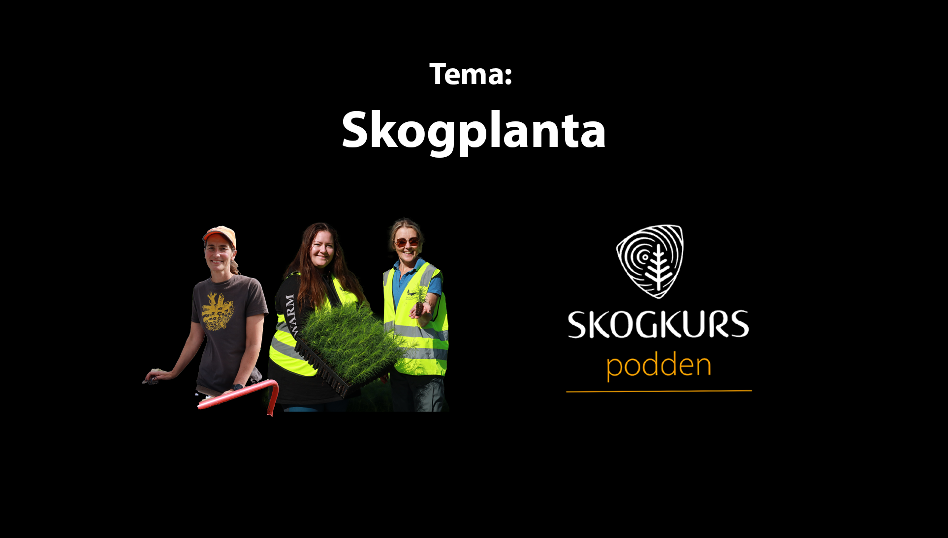 Podcast: Skogplanta