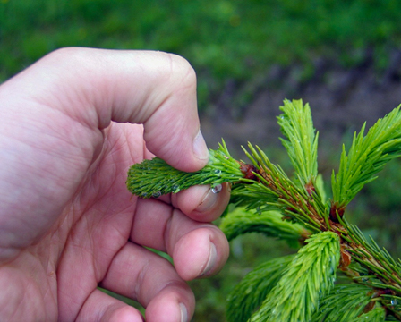 Hånd som kniper en gren. foto