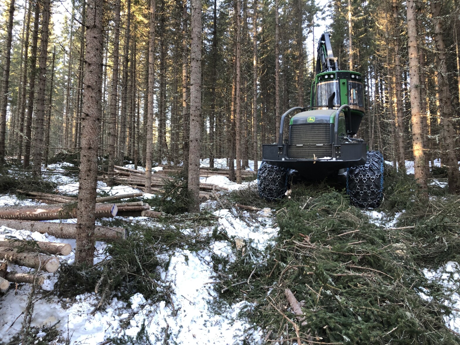 Hogstmaskin i furuskog