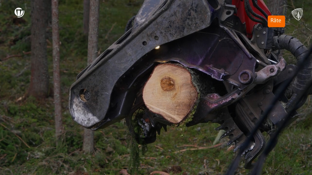 Nettkurs: Hvordan få mest mulig ut av tømmeret?