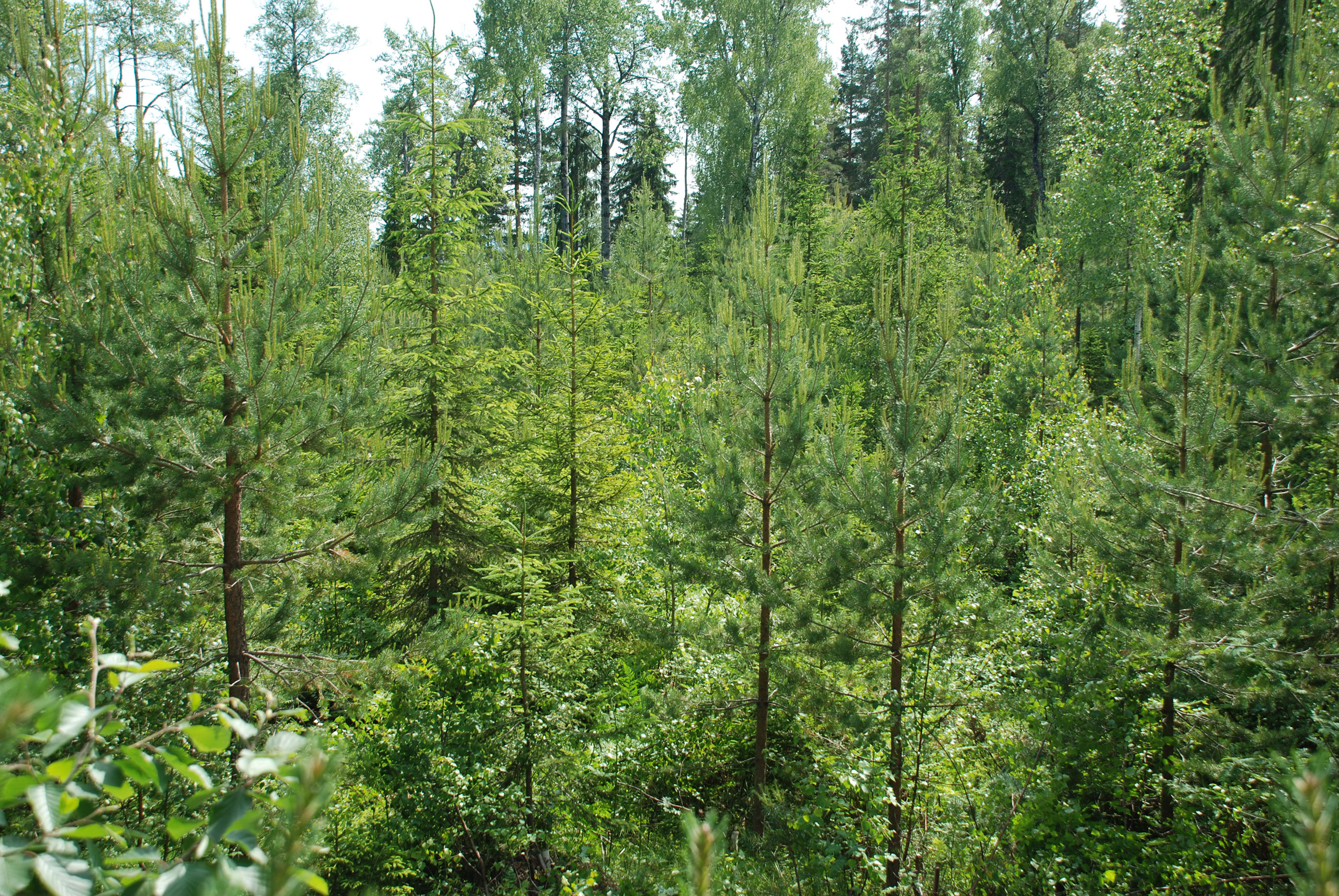 Etablering av barblandingsskog