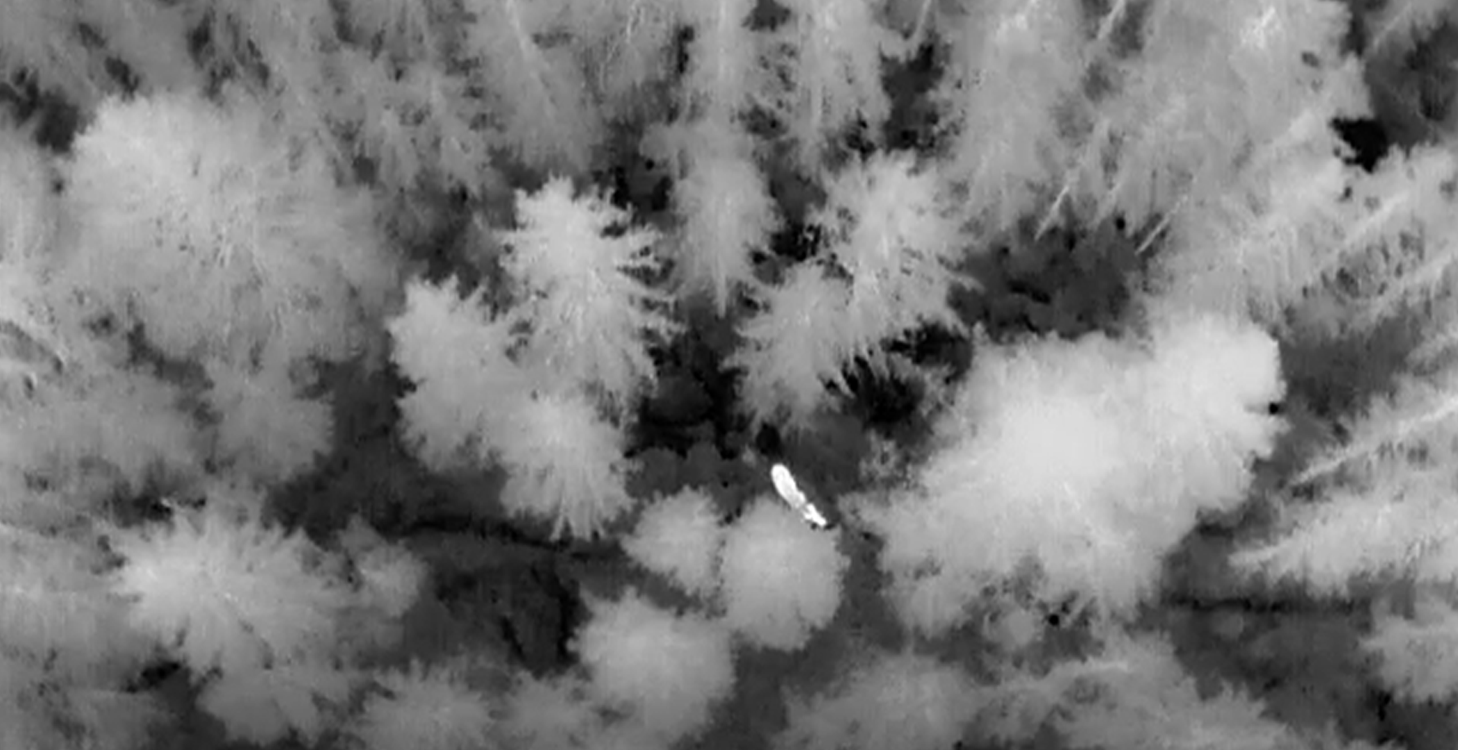 Webinar for kommu­nale viltforvalterne