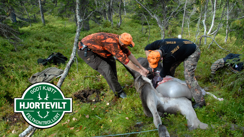 Visr utvomming av elg