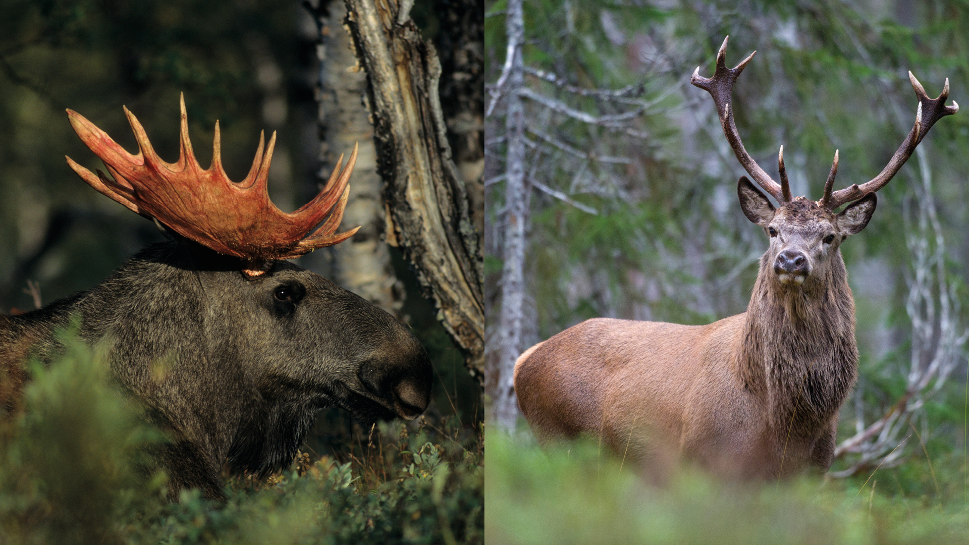 Forvaltning av elg og hjort – Nettkurs