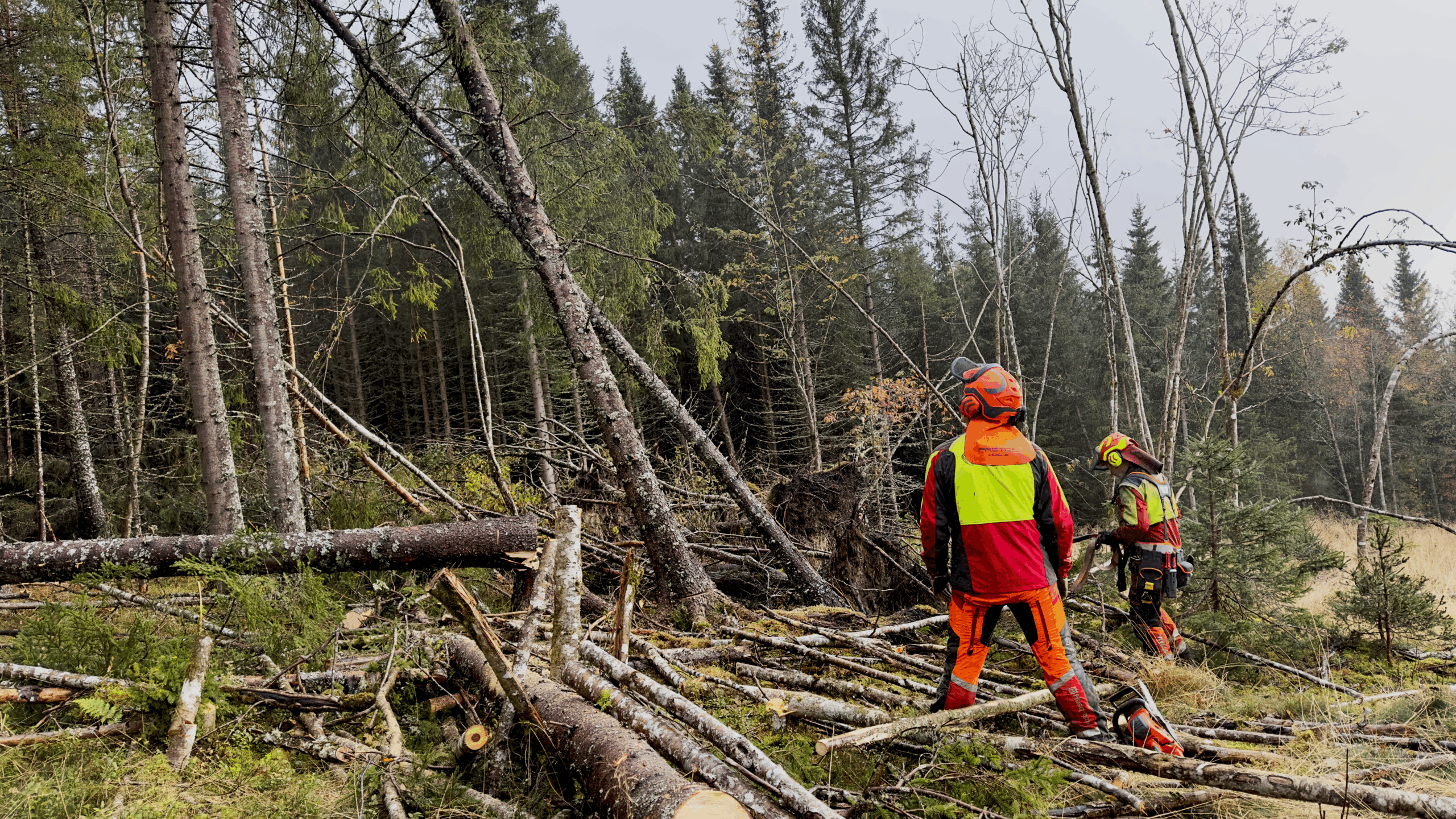 Vi rigger oss klare til flere kurs i&nbsp;vindfallshogst