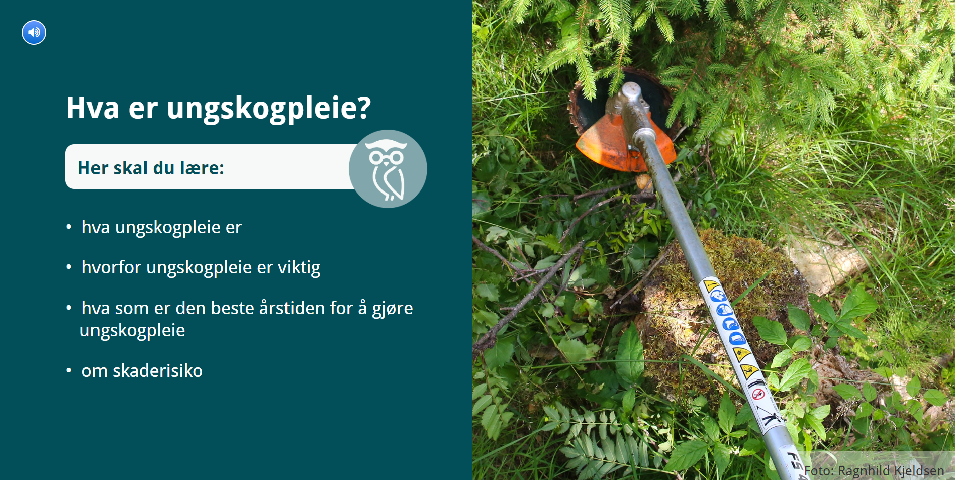 Ungskogpleie – få faglige tips i&nbsp;nettkurs