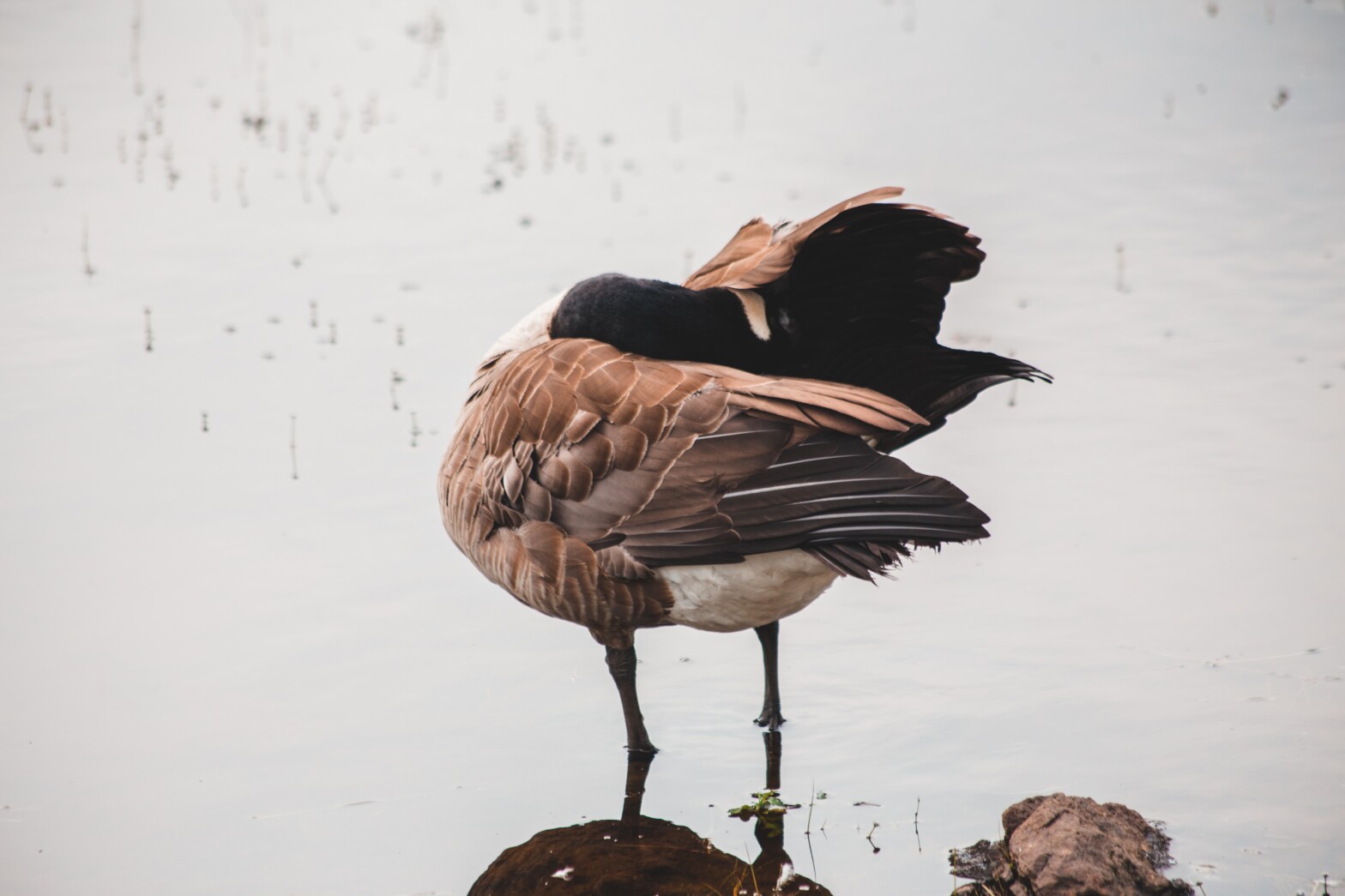 Husk webi­naret for kommu­nale vilt­for­val­tere 31.&nbsp;Mars!